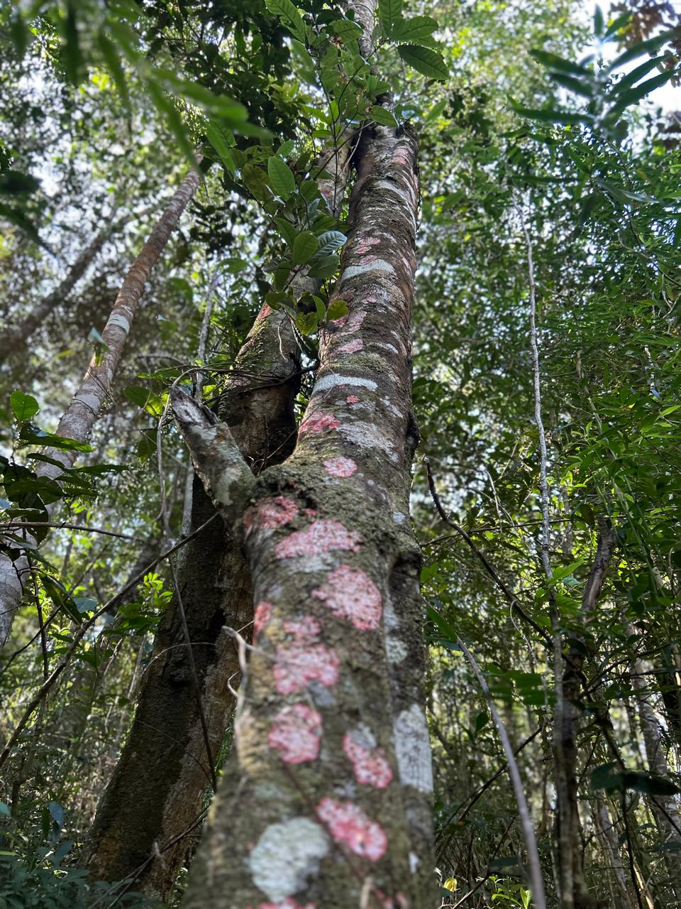 Tronco de árvore coberto de liquens cor-de-rosa e brancos na floresta